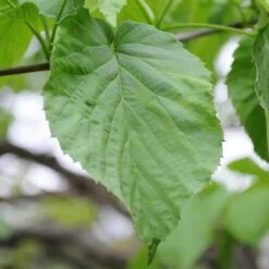 Davidia Involucrata - Handkerchief Tree -Plant Series Store Davidia involucrata 04