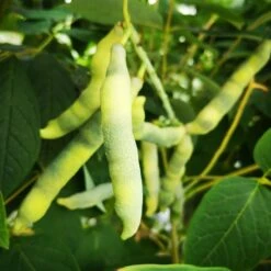 Decaisnea Fargesii -Plant Series Store Decaisneafargesii