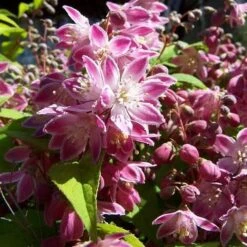 Mixed Flowering Hedge -Plant Series Store Deutzia x hybrida Strawberry Field 4 235fb466 4140 4e22 9b45 1a57aa3e25c5