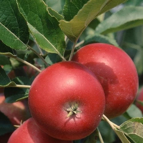 Apple Devonshire Quarrenden 4 Apple Devonshire Quarrenden - Image 4