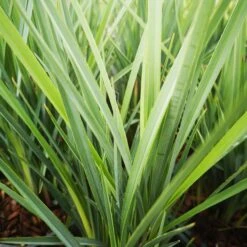 Dianella Revoluta Coolvista -Plant Series Store Dianellacoolvista