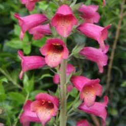 Digitalis X Valinii Illumination Raspberry (Digiplexis)