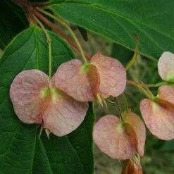 Dipelta Yunnanensis -Plant Series Store Dipelta yunnanensis 02