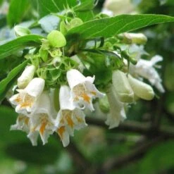 Dipelta Yunnanensis -Plant Series Store Dipelta yunnanensis 03