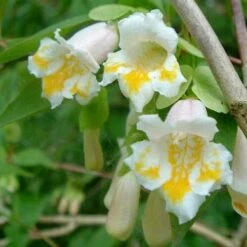 Dipelta Yunnanensis -Plant Series Store Dipelta yunnanensis 04