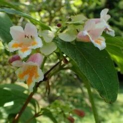 Dipelta Yunnanensis -Plant Series Store Dipelta yunnanensis 05