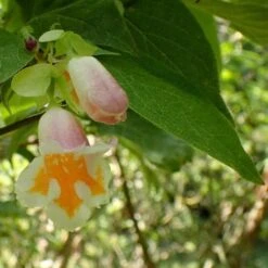 Dipelta Yunnanensis -Plant Series Store Dipelta yunnanensis 06