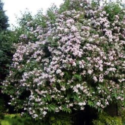 Dipelta Yunnanensis -Plant Series Store Dipelta yunnanensis 08