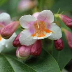 Dipelta Floribunda -Plant Series Store Dipelta floribunda