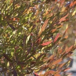 Dodonaea Viscosa Purpurea -Plant Series Store Dodonaea viscosa Purpurea 04