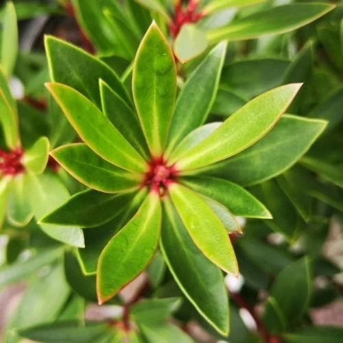 Drimys Lanceolata Red Spice 2 Drimys Lanceolata Red Spice - Image 2