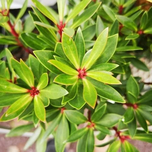 Drimys Lanceolata Red Spice 1 Drimys Lanceolata Red Spice