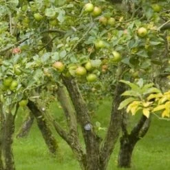 Apple Dunkerton Late Sweet -Plant Series Store Dunkerton Sweet 04