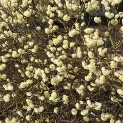 Edgeworthia Chrysantha Grandiflora -Plant Series Store Edgworthia chrysantha Grandiflora