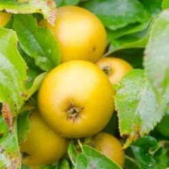 Apple Egremont Russet -Plant Series Store Egremont Russet A02 1