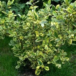 Elaeagnus Pungens Goldrim -Plant Series Store Elaeagnus pungens Goldrim 02