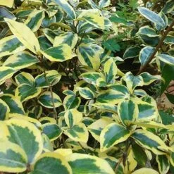 Elaeagnus Pungens Goldrim -Plant Series Store Elaeagnus pungens Goldrim 03