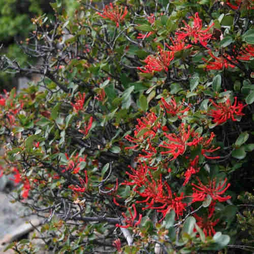 Embothrium Coccineum - Chilean Flame Tree 2 Embothrium Coccineum - Chilean Flame Tree - Image 2