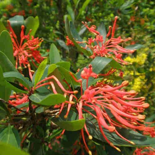 Embothrium Coccineum - Chilean Flame Tree 3 Embothrium Coccineum - Chilean Flame Tree - Image 3