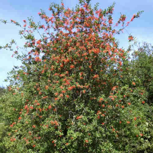 Embothrium Coccineum - Chilean Flame Tree 5 Embothrium Coccineum - Chilean Flame Tree - Image 5