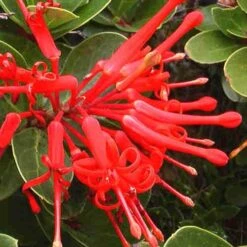 Embothrium Coccineum - Chilean Flame Tree 13 Embothrium Coccineum - Chilean Flame Tree -Plant Series Store Embothrium coccineum 06