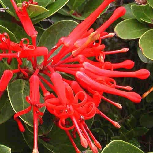Embothrium Coccineum - Chilean Flame Tree 6 Embothrium Coccineum - Chilean Flame Tree - Image 6
