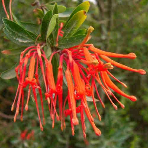 Embothrium Coccineum - Chilean Flame Tree 1 Embothrium Coccineum - Chilean Flame Tree