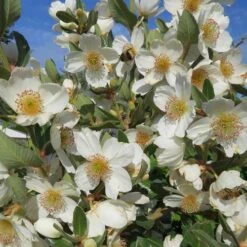 Eucryphia Cordifolia 11 Eucryphia Cordifolia -Plant Series Store Eucryphia cordifolia 06