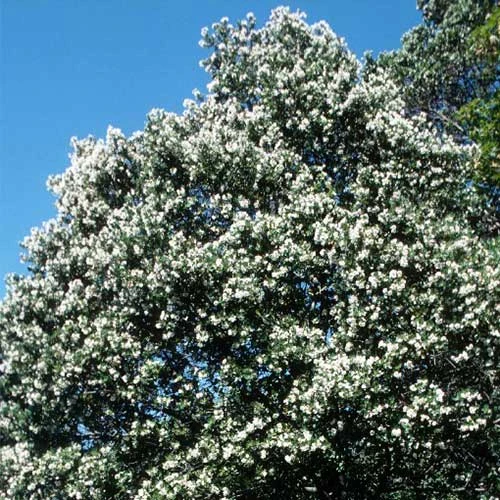Eucryphia Cordifolia 2 Eucryphia Cordifolia - Image 2