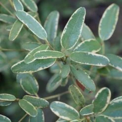 Eucryphia Lucida Gilt Edge -Plant Series Store Eucryphia lucida Gilt Edge 02