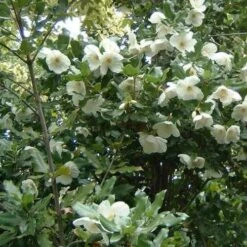 Eucryphia X Nymansensis Nymansay -Plant Series Store Eucryphia x nymansensis03