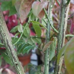 Euonymus Alatus -Plant Series Store Euonymous alatus compactus FF02 30a95338 a334 4ace 89ec c9cdd725b85f