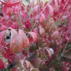 Euonymus Alatus Compacta -Plant Series Store Euonymous alatus compactus FF03