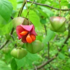 Euonymus Latifolius -Plant Series Store Euonymus latifolius 08