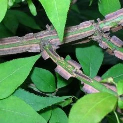 Euonymus Alatus -Plant Series Store Euonymus alatus 5