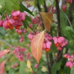 Euonymus Europaeus Scarlet Wonder -Plant Series Store Euonymus europaeus FF 1 903c4f2c fd3a 4de7 9778 4f0f874e884e