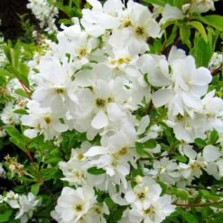 Exochorda Macrantha The Bride -Plant Series Store Exochorda x macrantha The Bride 07