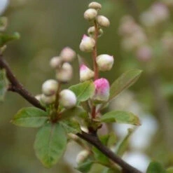 Exochorda Racemosa Blushing Pearl -Plant Series Store Exochordarac. BlushingPearl 2