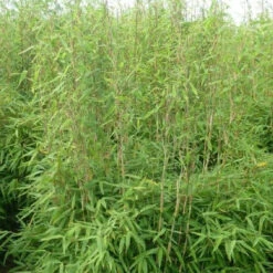 Fargesia Obelisk (F. Murieliae X F. Nitida)