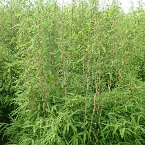 Fargesia Obelisk (F. Murieliae X F. Nitida)