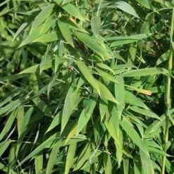 Fargesia Murielae New Century -Plant Series Store Fargesia murieliae New Century 03