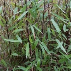 Fargesia Nitida Blackpearl -Plant Series Store Fargesia nitida Blackpearl 02