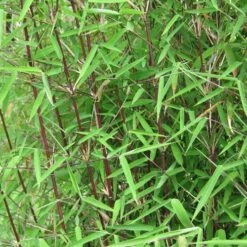 Fargesia Nitida Jiuzhaigou 5 Fargesia Nitida Jiuzhaigou -Plant Series Store Fargesia nitida Jiuzhaigou 04