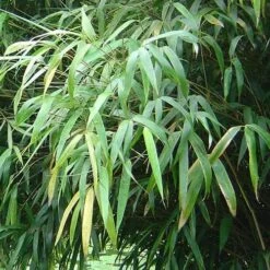 Fargesia Nitida Nymphenburg -Plant Series Store Fargesia nitida Nymphenburg 03