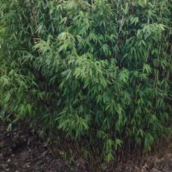 Fargesia Nitida Volcano 8 Fargesia Nitida Volcano -Plant Series Store Fargesia nitida Volcano 04