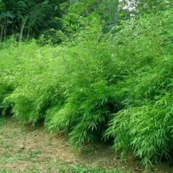 Fargesia Rufa -Plant Series Store Fargesia rufa 03