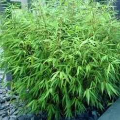 Fargesia Rufa -Plant Series Store Fargesia rufa 04