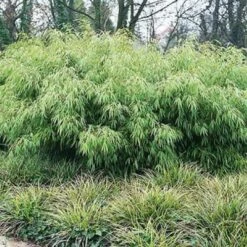 Fargesia Rufa -Plant Series Store Fargesia rufa 05