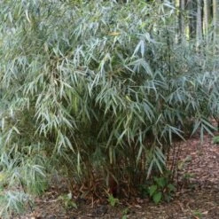 Fargesia Scabrida Asian Wonder -Plant Series Store Fargesia Asian Wonder 03