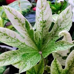 Fatsia Japonica Spider's Web -Plant Series Store Fatsia japonica Spider s Web 01